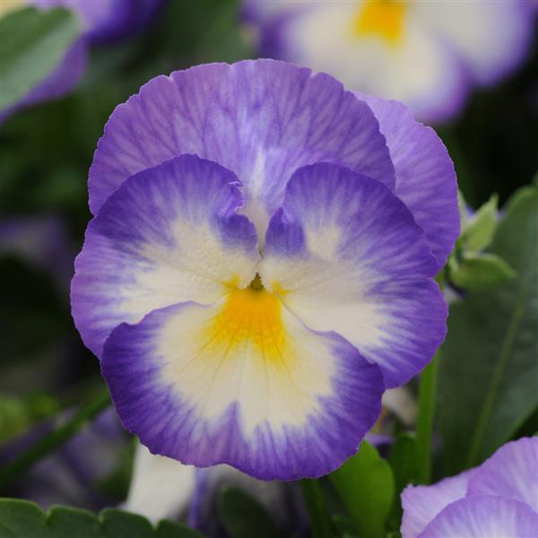 Viola Halo Lilac Bloom