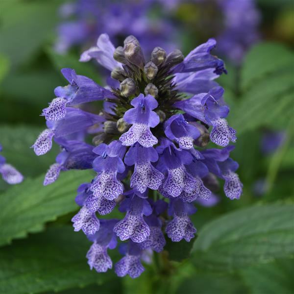 Nepeta subsessilis Prelude™ Blue Bloom
