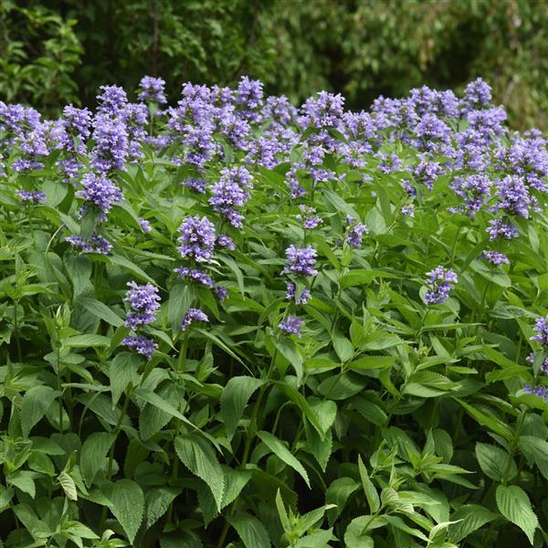 Nepeta subsessilis Prelude™ Blue Commercial Landscape 1