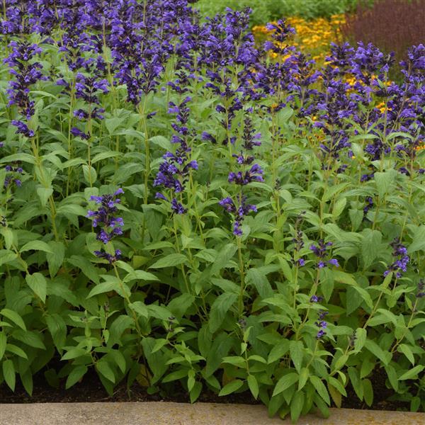 Nepeta subsessilis Prelude™ Blue Commercial Landscape 2