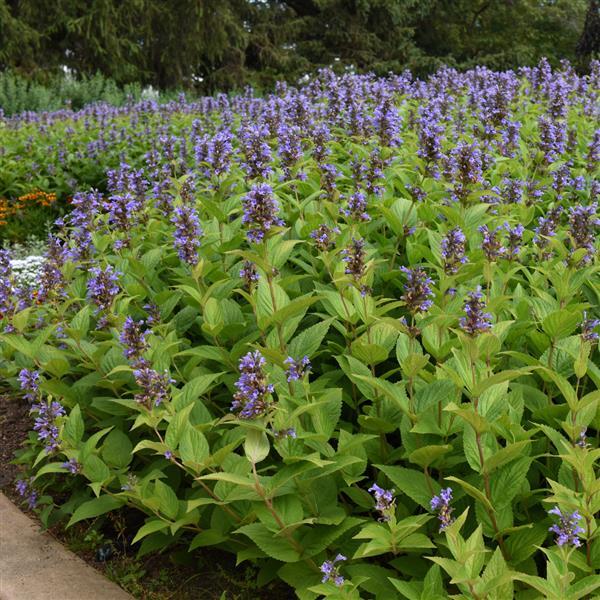 Nepeta subsessilis Prelude™ Blue Commercial Landscape 3