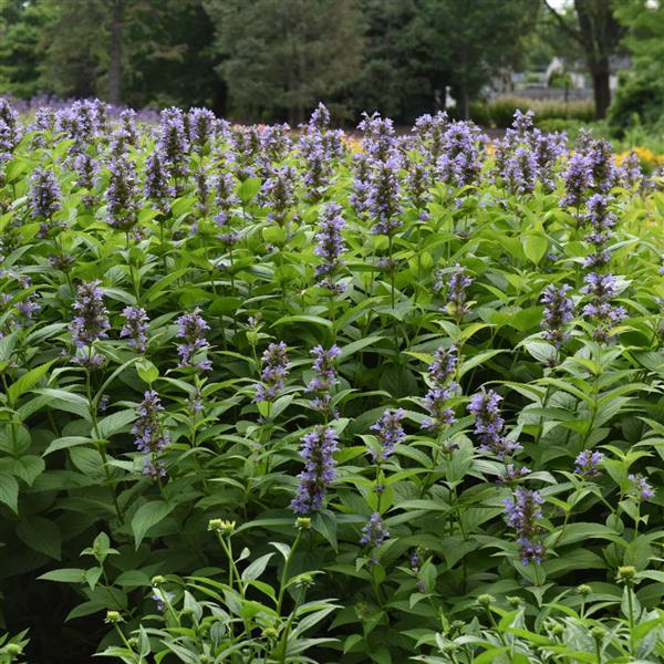 Nepeta subsessilis Prelude™ Blue Commercial Landscape 4