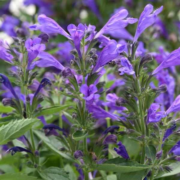 Nepeta subsessilis Prelude™ Purple Bloom