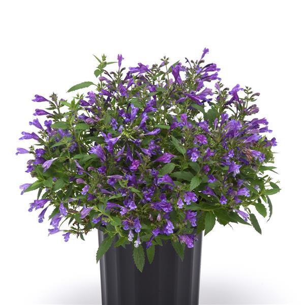 Nepeta subsessilis Prelude™ Purple Container
