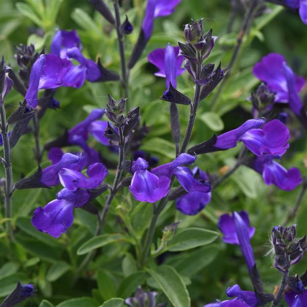 Salvia greggii Mirage™ Blue Bloom