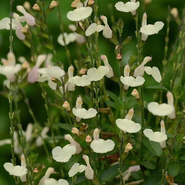 Salvia greggii Mirage™ Cream Bloom