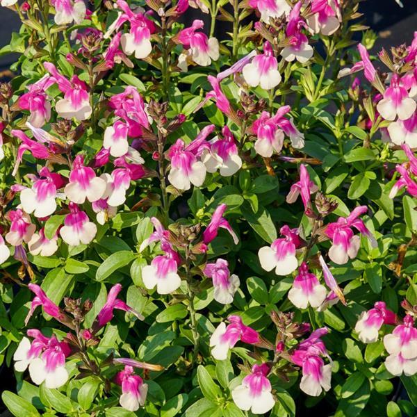 Salvia greggii Mirage™ Rose Bicolor Bloom