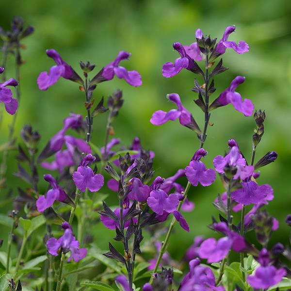 Salvia greggii Mirage™ Violet Bloom