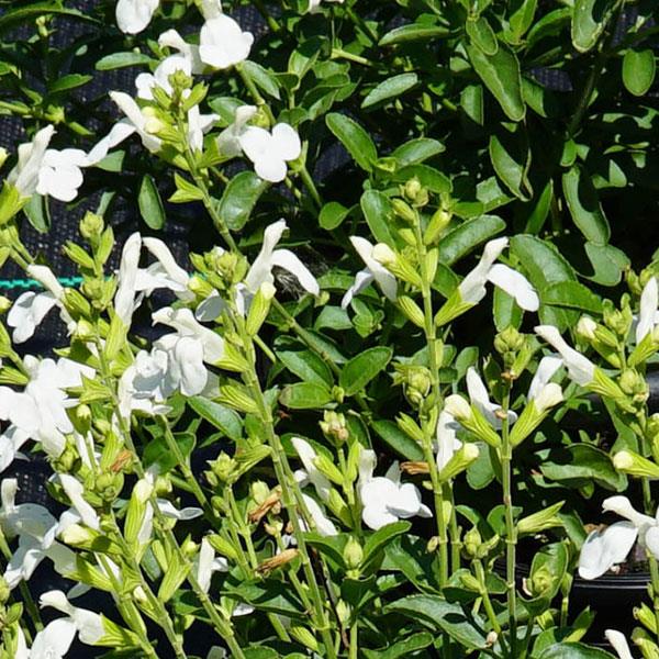 Salvia greggii Mirage™ White Bloom
