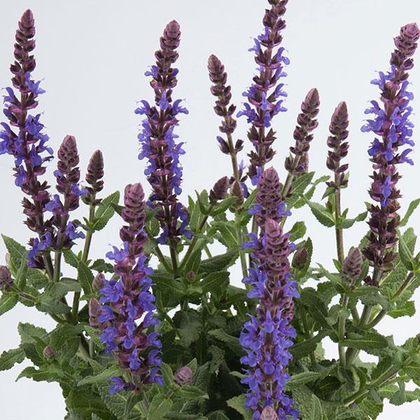 Salvia Sensation® Compact Sky Blue Bloom