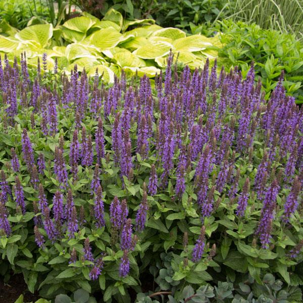 Salvia Sensation® Compact Deep Blue Garden