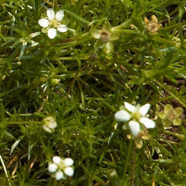 Sagina subulata Irish Moss Bloom