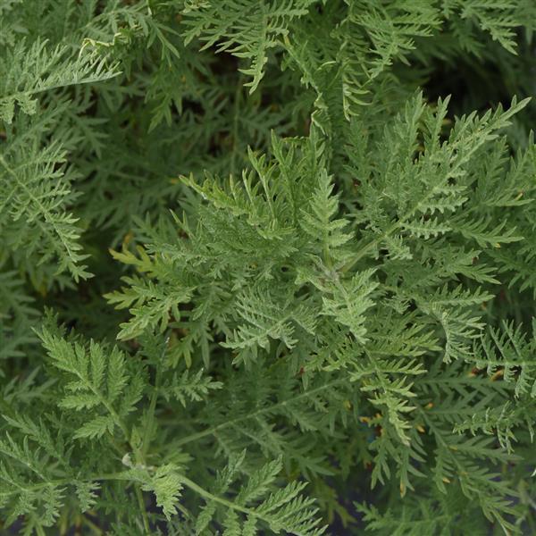 Artemisia gmelinii SunFern™ Arcadia Bloom