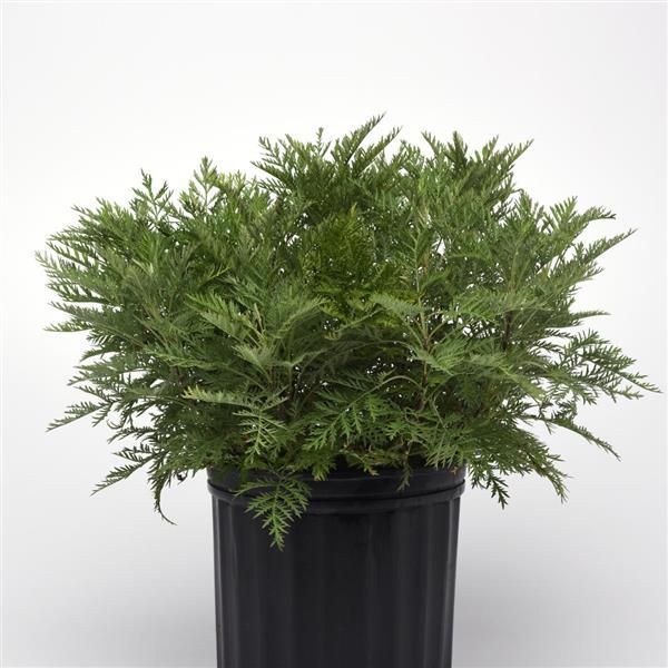 Artemisia gmelinii SunFern™ Arcadia Container