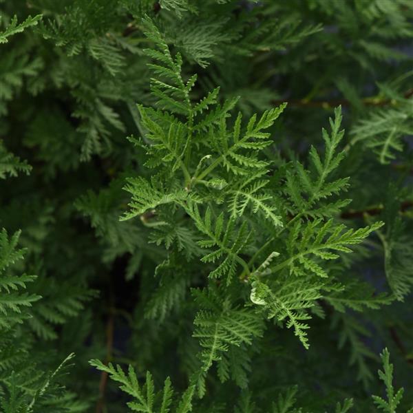 Artemisia gmelinii SunFern™ Olympia Bloom