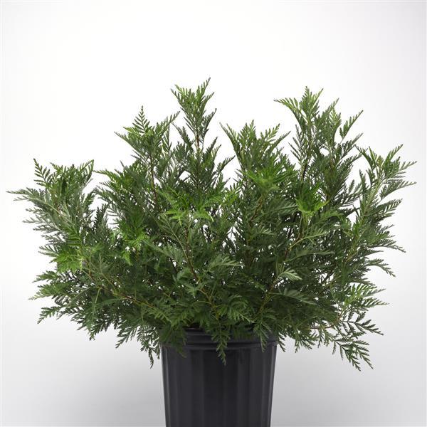Artemisia gmelinii SunFern™ Olympia Container