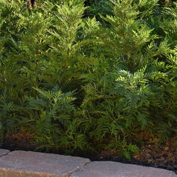 Artemisia gmelinii SunFern™ Olympia Landscape