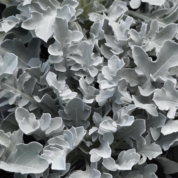 Centaurea ragusina Silver Swirl Bloom