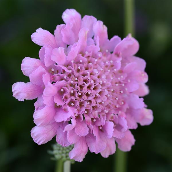 Scabiosa Flutter™ Rose Pink Bloom