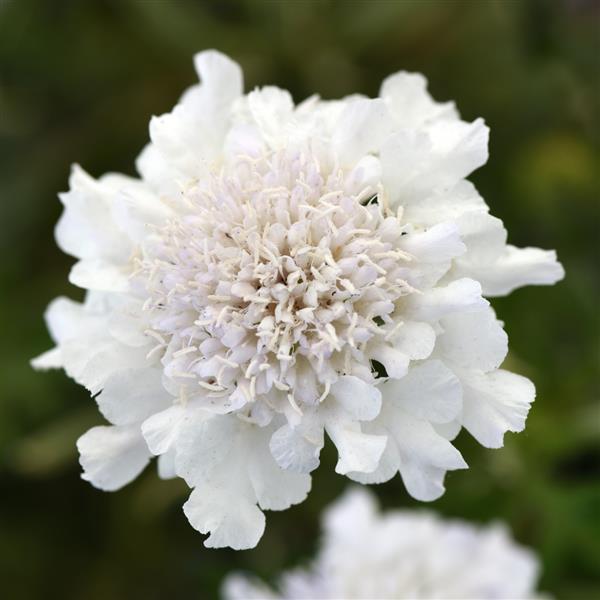 Scabiosa Flutter™ Pure White Bloom
