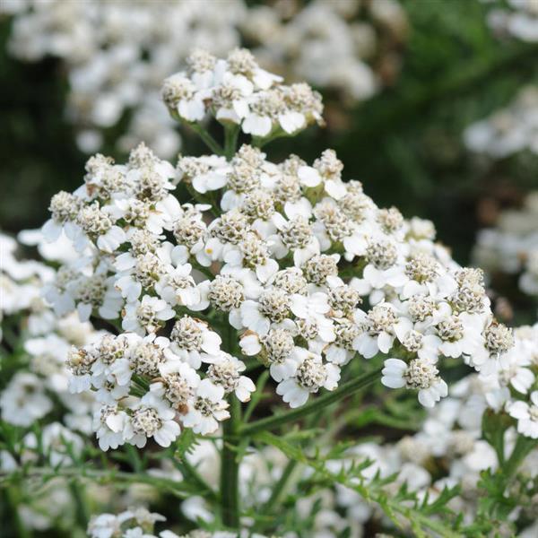 Achillea New Vintage™ White Bloom