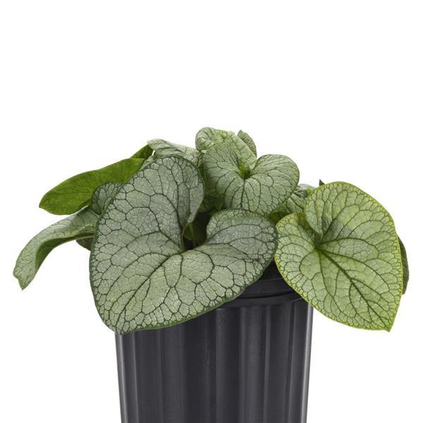 Brunnera macrophylla Permafrost Container