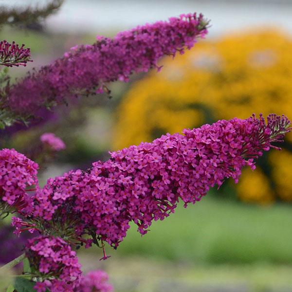 Buddleia davidii Monarch<sup>®</sup> Queen of Hearts Bloom