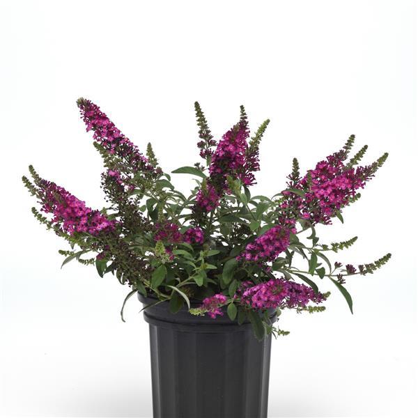 Buddleia Chrysalis™ Cranberry Container