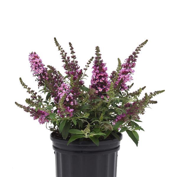 Buddleia Chrysalis™ Pink Container