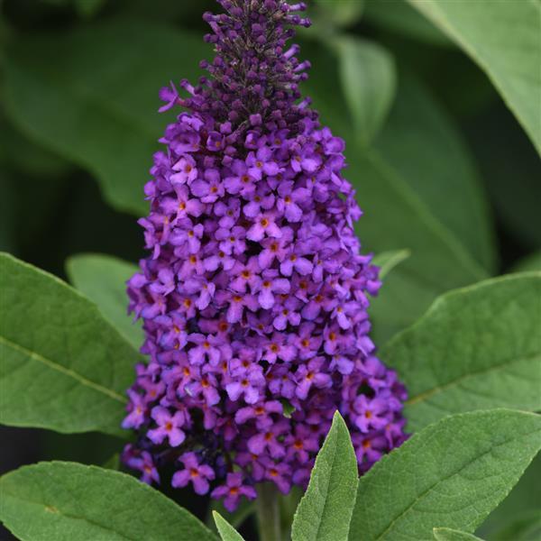 Buddleia Chrysalis™ Purple Bloom