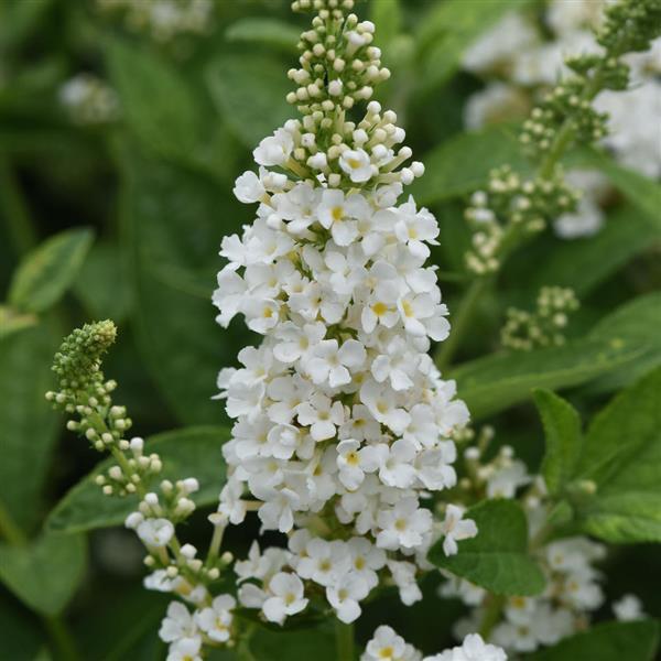 Buddleia Chrysalis™ White Bloom