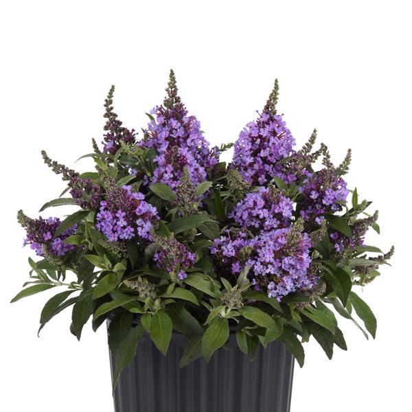 Buddleia Chrysalis™ Steel Blue Container