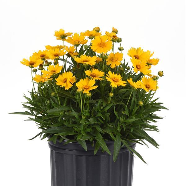 Coreopsis UpTick™ Gold Container