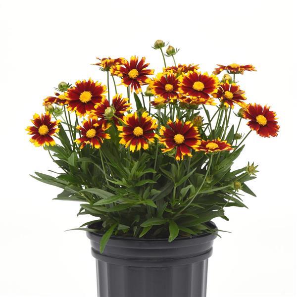 Coreopsis UpTick™ Red Container