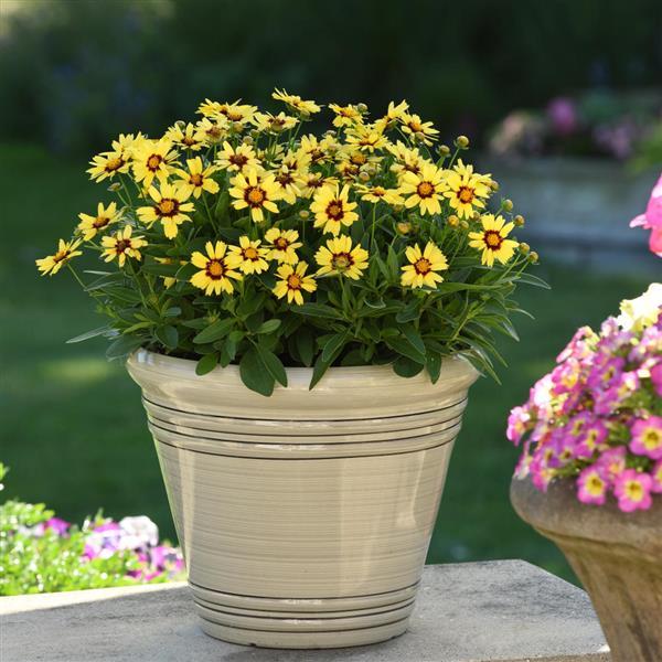 Coreopsis UpTick™ Yellow & Red Container