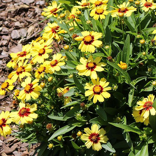 Coreopsis UpTick™ Yellow & Red Landscape