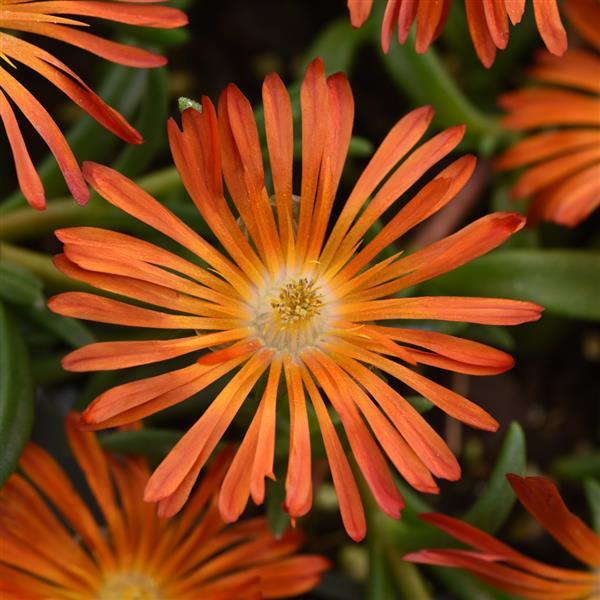 Delosperma hybrid Ocean Sunset™ Orange Vibe Bloom