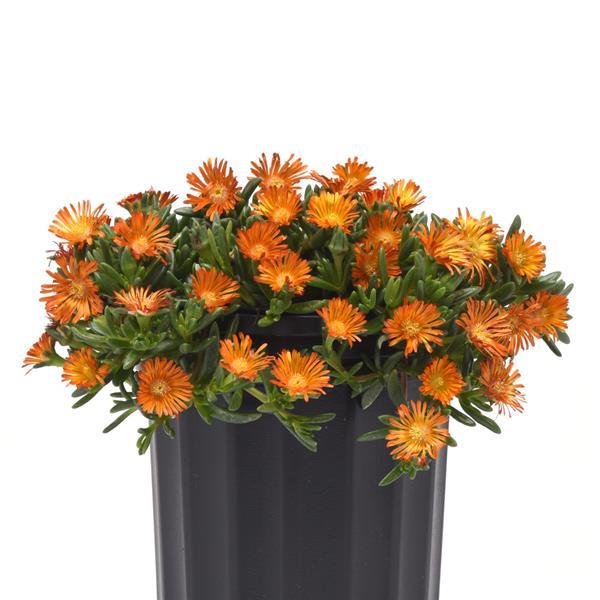 Delosperma hybrid Ocean Sunset™ Orange Vibe Container