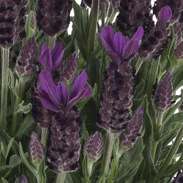 Lavandula stoechas Anouk Purple Flare Bloom