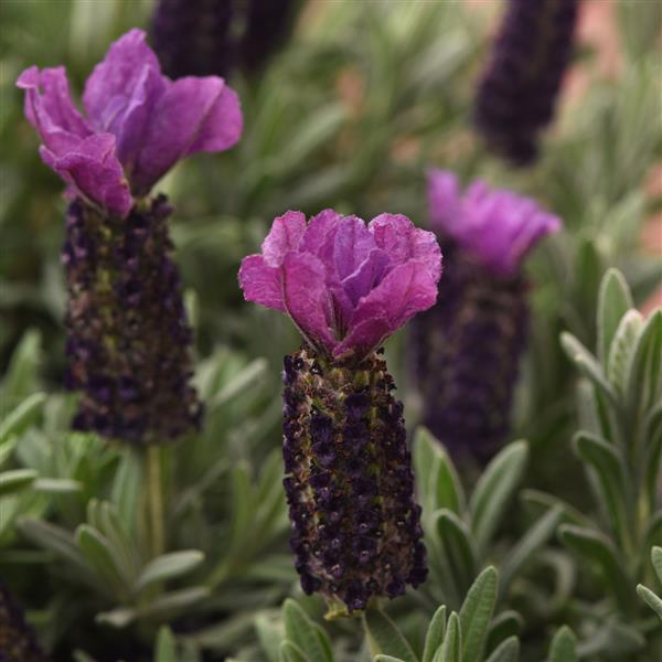 Lavandula stoechas Anouk Purple Medley Bloom