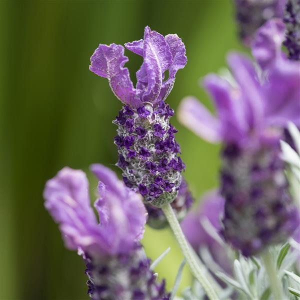 Lavandula stoechas Lavinnova<sup>®</sup> Frost Purple Bloom