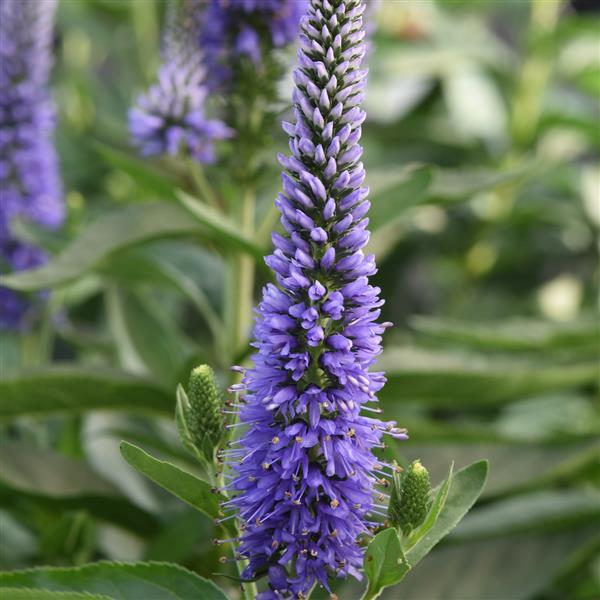 Veronica longifolia Skyward™ Blue Bloom