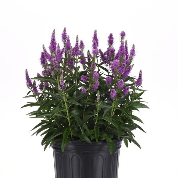Veronica longifolia Skyward™ Lilac Container