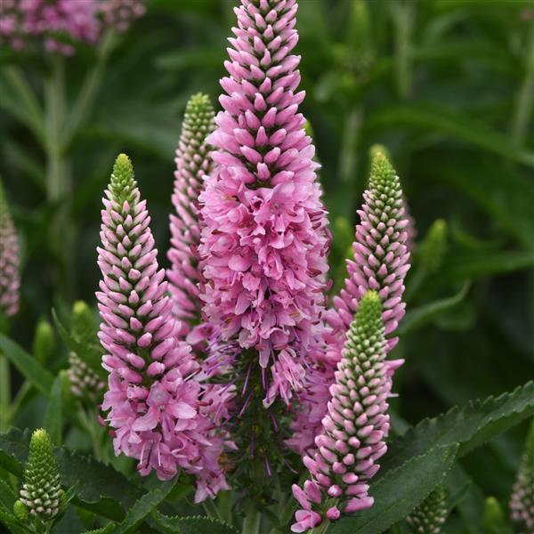 Veronica longifolia Skyward™ Pink Bloom