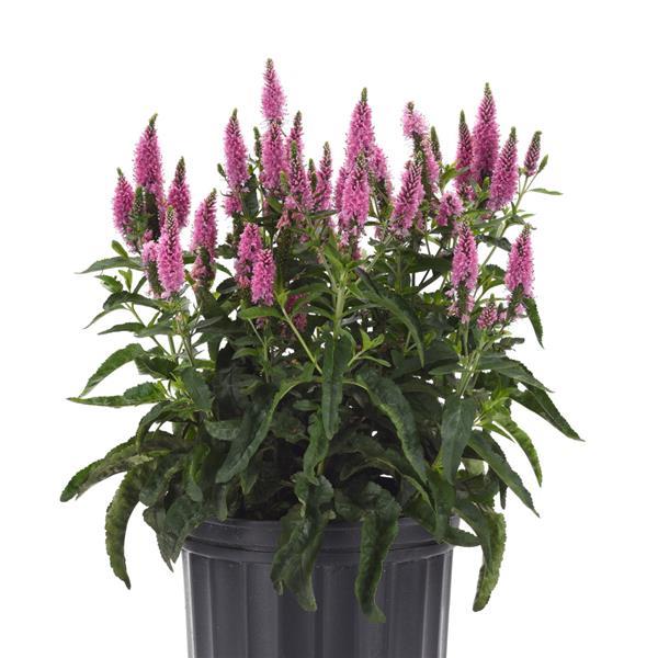 Veronica longifolia Skyward™ Pink Container