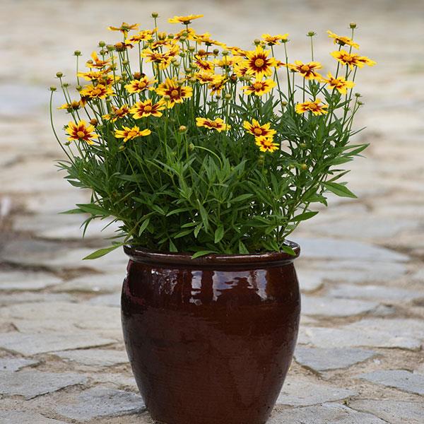 Coreopsis Golden Stardust Container