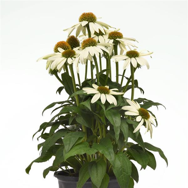Echinacea Sombrero Poco™ White Container