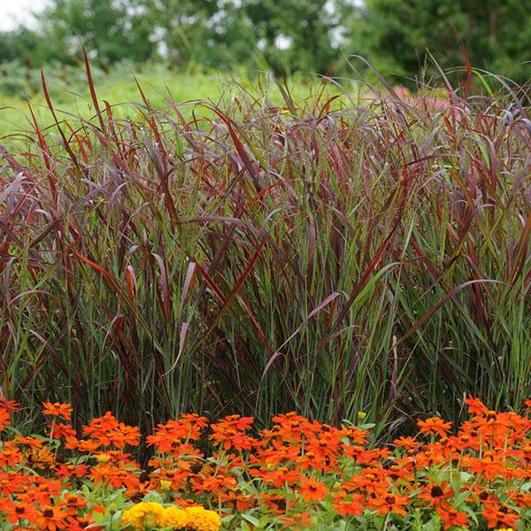 Grass Panicum Ruby Ribbons Commercial Landscape 1