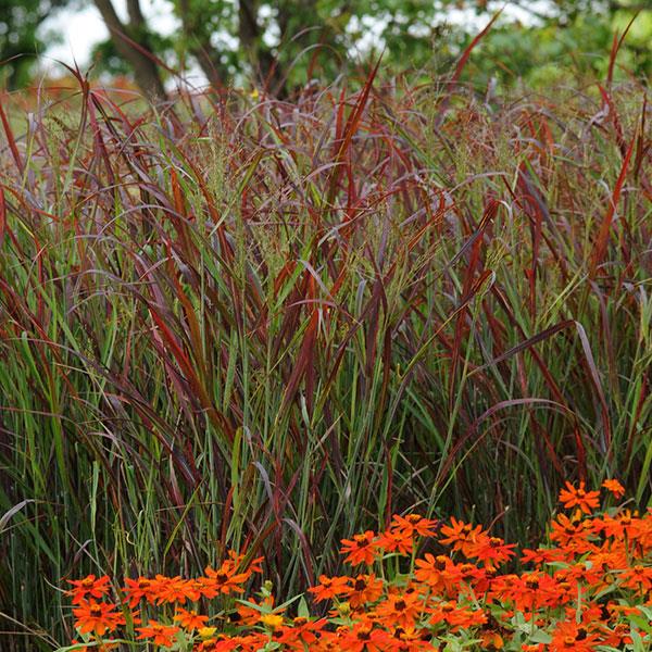 Grass Panicum Ruby Ribbons Landscape