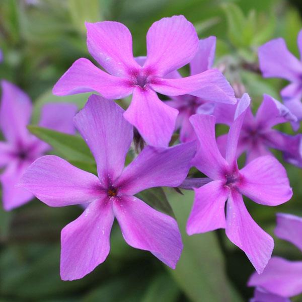 Phlox Paparazzi® Collection Jagger Bloom